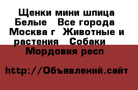 Щенки мини шпица Белые - Все города, Москва г. Животные и растения » Собаки   . Мордовия респ.